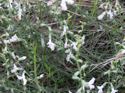 Stachys angustifolia, photographed by Kostas Zontanos