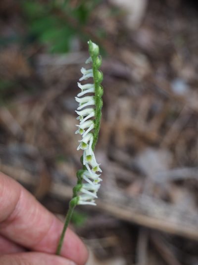 Spiranthes torta, photographed by tonyblake