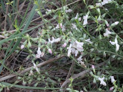 Stachys angustifolia, photographed by Kostas Zontanos