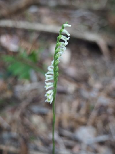 Spiranthes torta, photographed by tonyblake