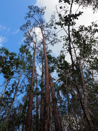 Pinus cubensis, photographed by tonyblake