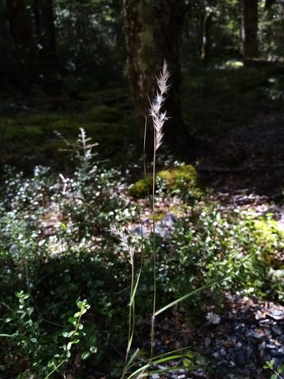 Rytidosperma gracile, photographed by Joe Potter Butler
