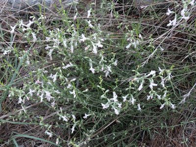 Stachys angustifolia, photographed by Kostas Zontanos