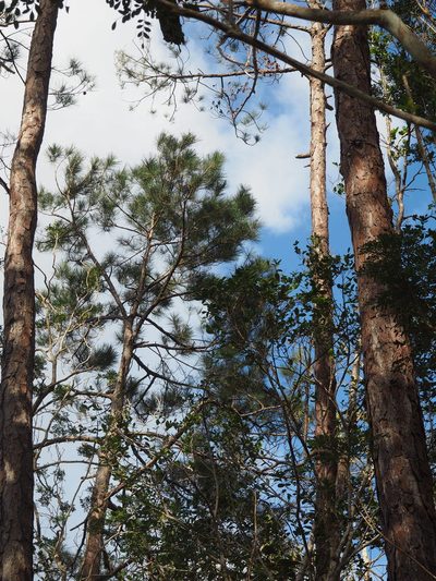 Pinus cubensis, photographed by tonyblake