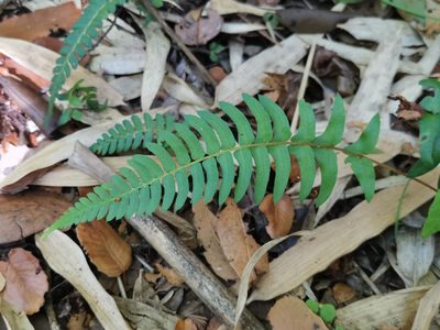 Blechnum hastatum, photographed by Inao Vasquez