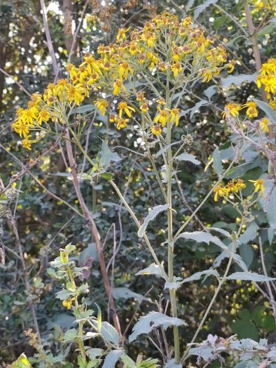 Senecio otites, photographed by Inao Vasquez
