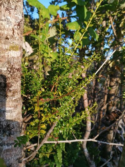 Lepidoceras chilense, photographed by Inao Vasquez