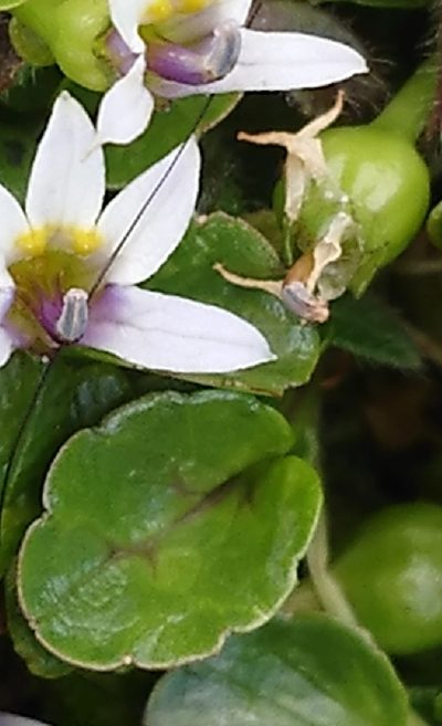 Lobelia pratiana, photographed by María Regina Silva