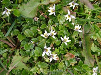 Lobelia pratiana, photographed by María Regina Silva