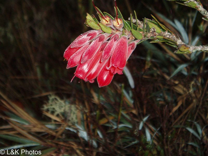 Demosthenesia spectabilis, photographed by lallen