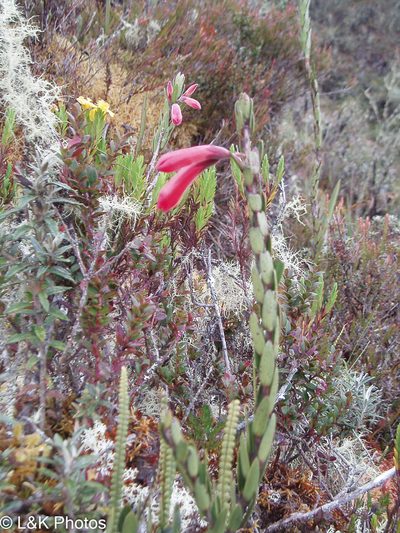 Demosthenesia spectabilis, photographed by lallen
