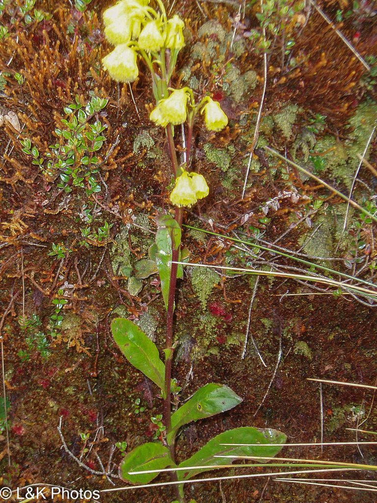 Senecio praeruptorum, photographed by lallen