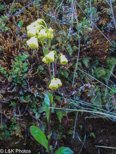 Senecio praeruptorum, photographed by lallen