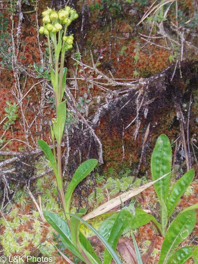 Senecio praeruptorum, photographed by lallen