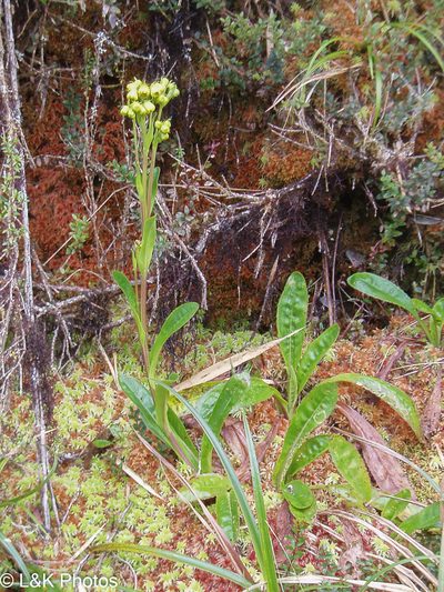 Senecio praeruptorum, photographed by lallen