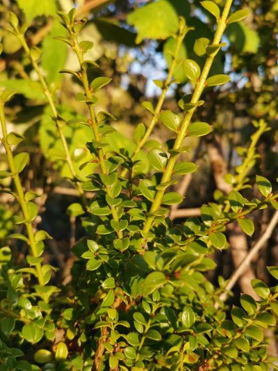 Lepidoceras chilense, photographed by Inao Vasquez