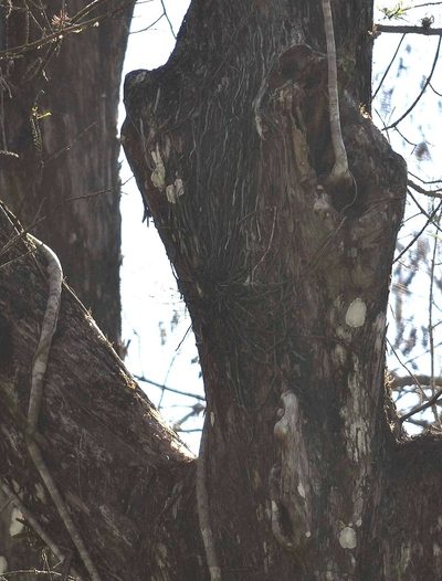 Dendrophylax lindenii, photographed by Zac Peterson