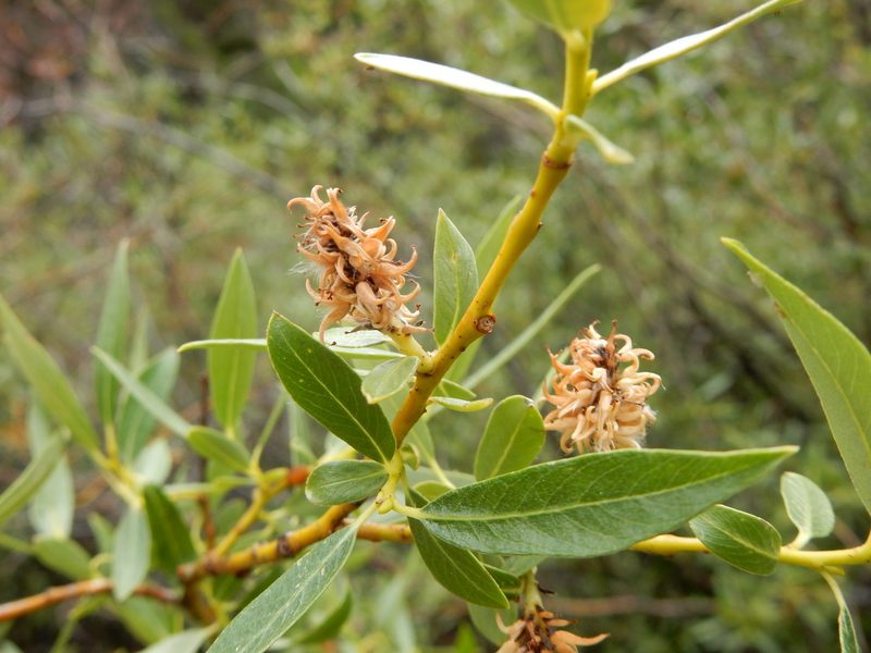 Salix geyeriana, photographed by Matt Lavin