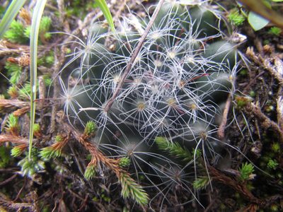 Mammillaria zephyranthoides, photographed by Carlos Martorell
