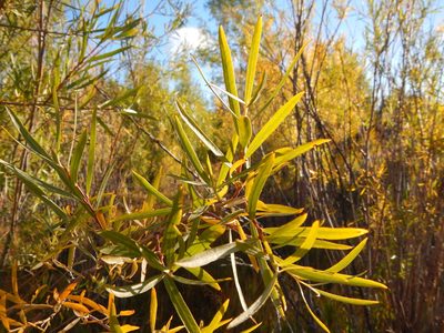 Salix melanopsis, photographed by Matt Lavin