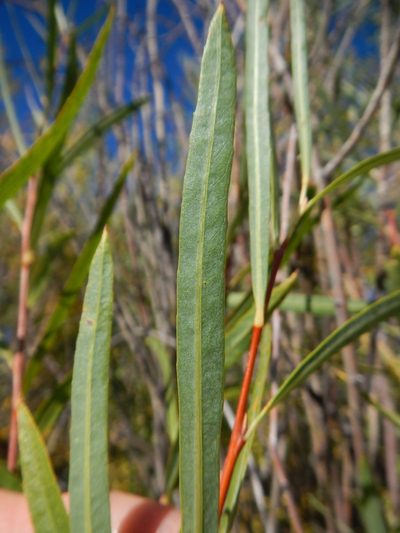 Salix melanopsis, photographed by Matt Lavin