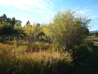 Salix melanopsis, photographed by Matt Lavin
