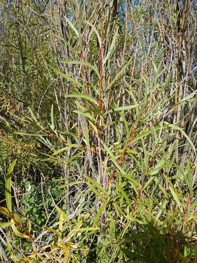 Salix melanopsis, photographed by Matt Lavin