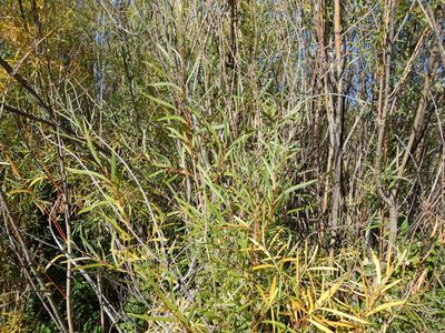 Salix melanopsis, photographed by Matt Lavin