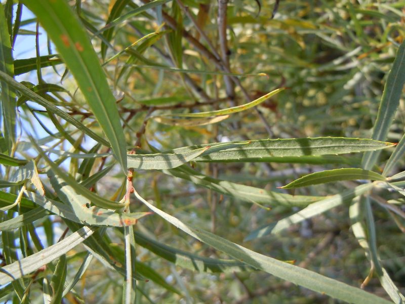 Salix melanopsis, photographed by Matt Lavin