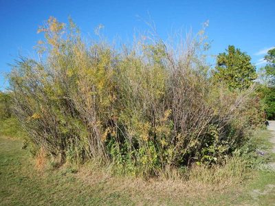 Salix melanopsis, photographed by Matt Lavin
