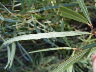 Salix melanopsis, photographed by Matt Lavin