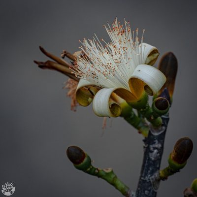 Pseudobombax ellipticum, photographed by Daniel Pineda Vera