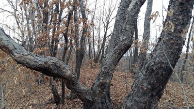 Betula davurica, photographed by Repina Tatyana