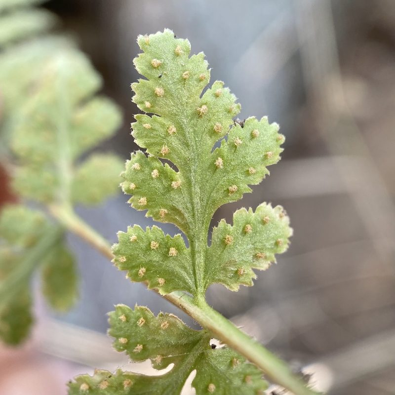 Woodsia cochisensis, photographed by Sue Carnahan