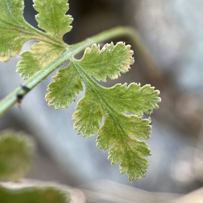 Woodsia cochisensis, photographed by Sue Carnahan