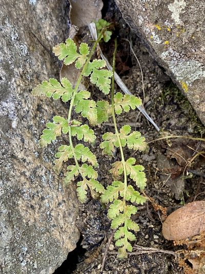 Woodsia cochisensis, photographed by Sue Carnahan