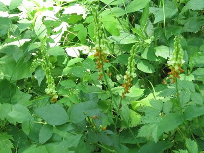 Lathyrus davidii, photographed by Repina Tatyana