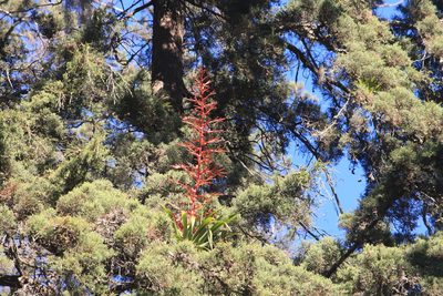 Tillandsia guatemalensis, photographed by Juanito Escamilla