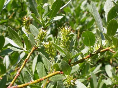 Salix wolfii, photographed by Matt Lavin