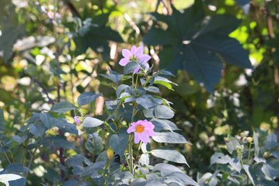 Dahlia imperialis, photographed by Juanito Escamilla