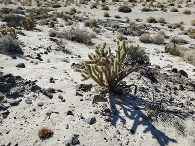 Cylindropuntia ganderi, photographed by Bob Miller