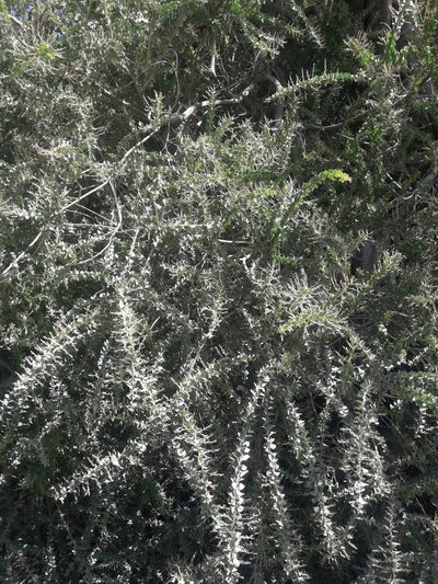Acacia pravissima, photographed by naturewatchwidow