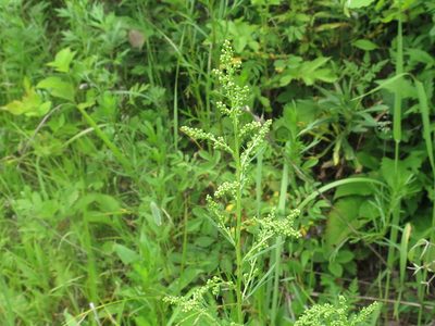 Artemisia manshurica, photographed by Repina Tatyana