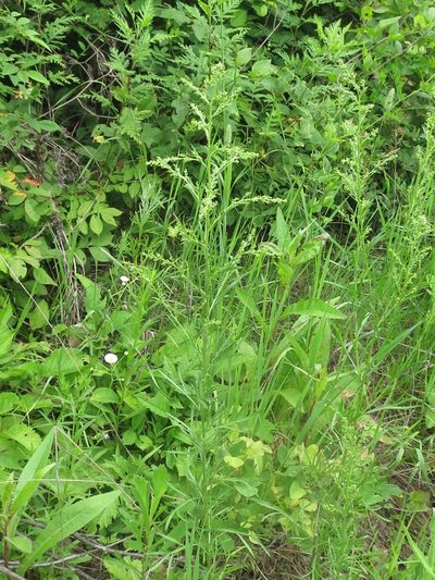 Artemisia manshurica, photographed by Repina Tatyana