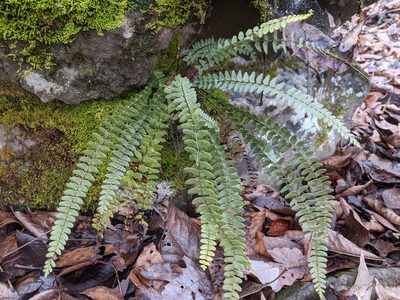 Asplenium resiliens, photographed by Casey Chambliss