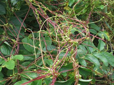 Cuscuta japonica, photographed by Repina Tatyana