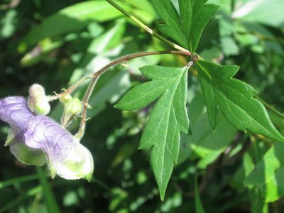 Aconitum stoloniferum, photographed by Repina Tatyana