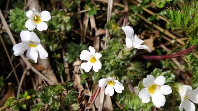 Euphrasia petriei, photographed by Heidi Meudt