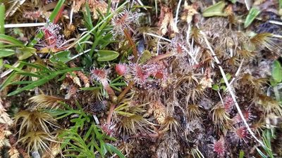 Drosera stenopetala, photographed by Heidi Meudt