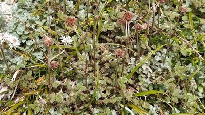 Acaena profundeincisa, photographed by Heidi Meudt